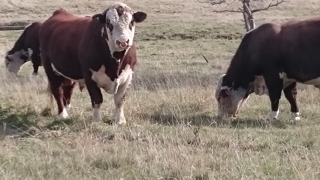 Tarwin Poll Herefords | 200 Parrys Rd, Meeniyan VIC 3956, Australia | Phone: 0429 800 756