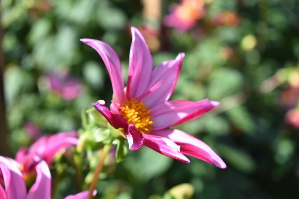 Country Dahlias | 195 Mathisons Rd, Winchelsea VIC 3241, Australia | Phone: (03) 5267 2389