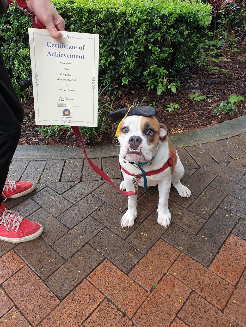 Positive Response Dog Training | 181 Ham Rd, Wishart QLD 4122, Australia | Phone: (07) 3459 2121