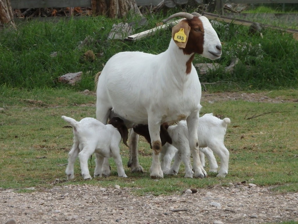 Cadenza Boer Goat Stud - 26 Sibbald Ln, Stratford VIC 3862, Australia