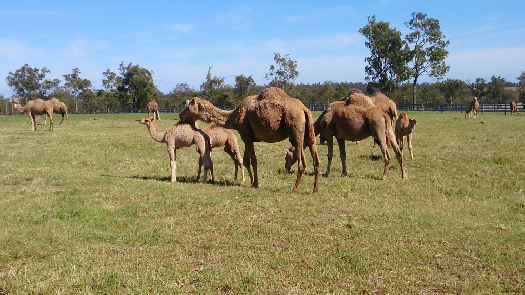 Summer Land Camels | cafe | 8 Charles Chauvel Dr, Harrisville QLD 4307, Australia | 0754671706 OR +61 7 5467 1706