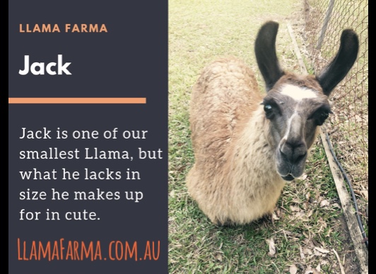 Llama Farma | 140 Christmas Hills Rd, Elizabeth Town TAS 7304, Australia | Phone: 0456 081 943