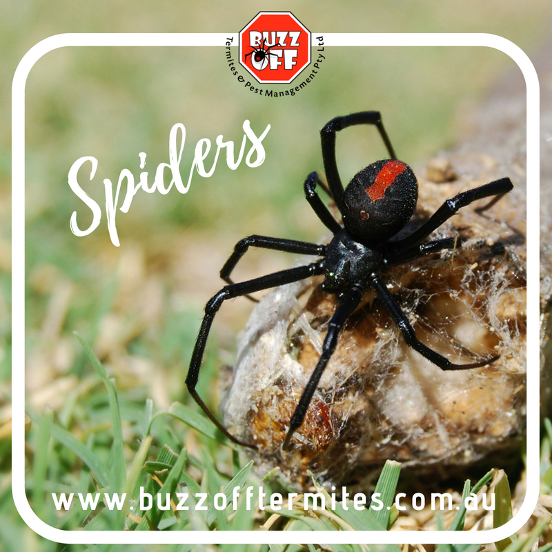 Buzz Off Termites & Pest Management Sydney | 155 Walters Rd, Blacktown NSW 2148, Australia | Phone: (02) 9622 1021