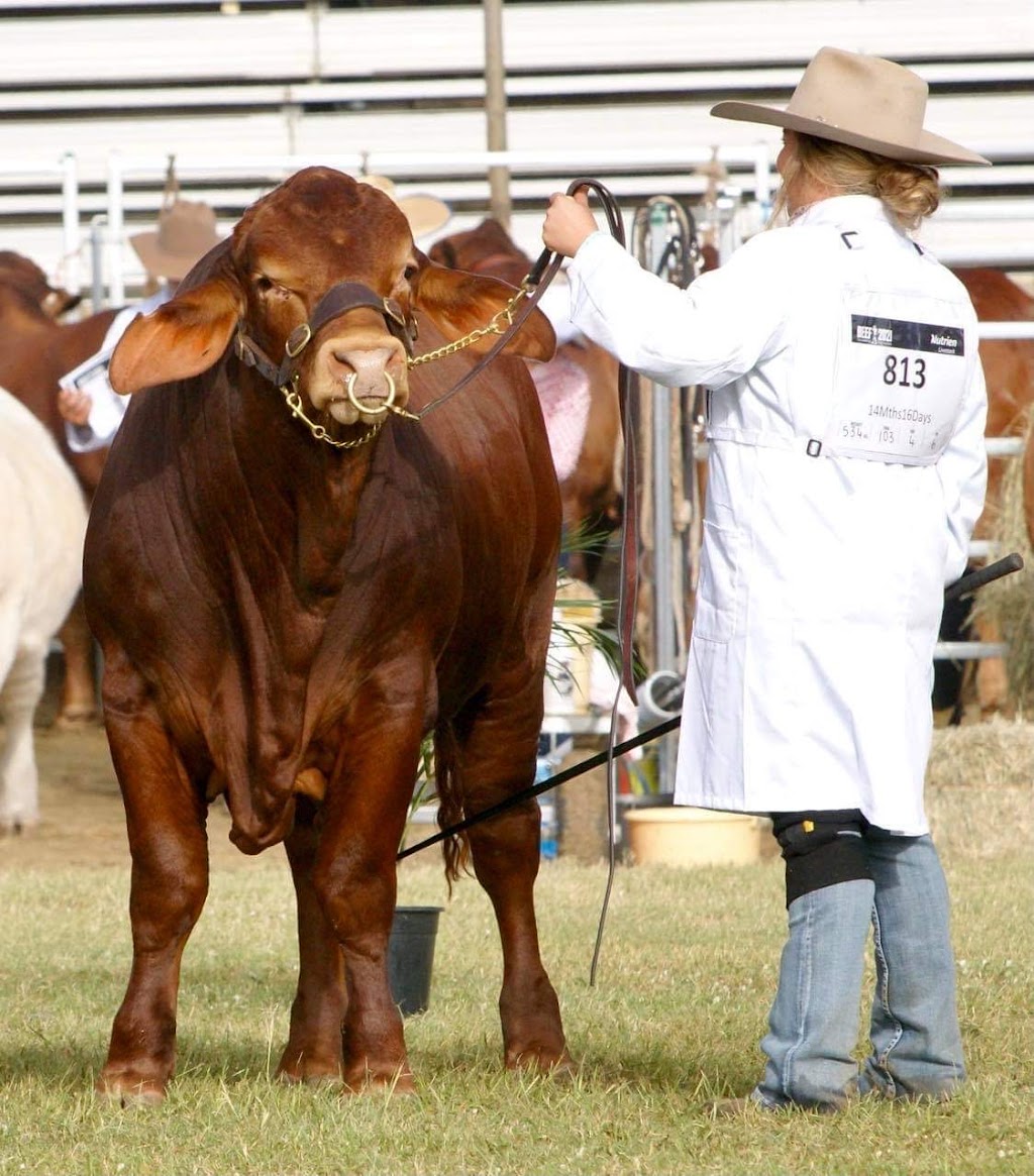 Donaldson Family Sale | 1221 Medway Ducabrook Rd, Lochington QLD 4720, Australia | Phone: 0429 412 804