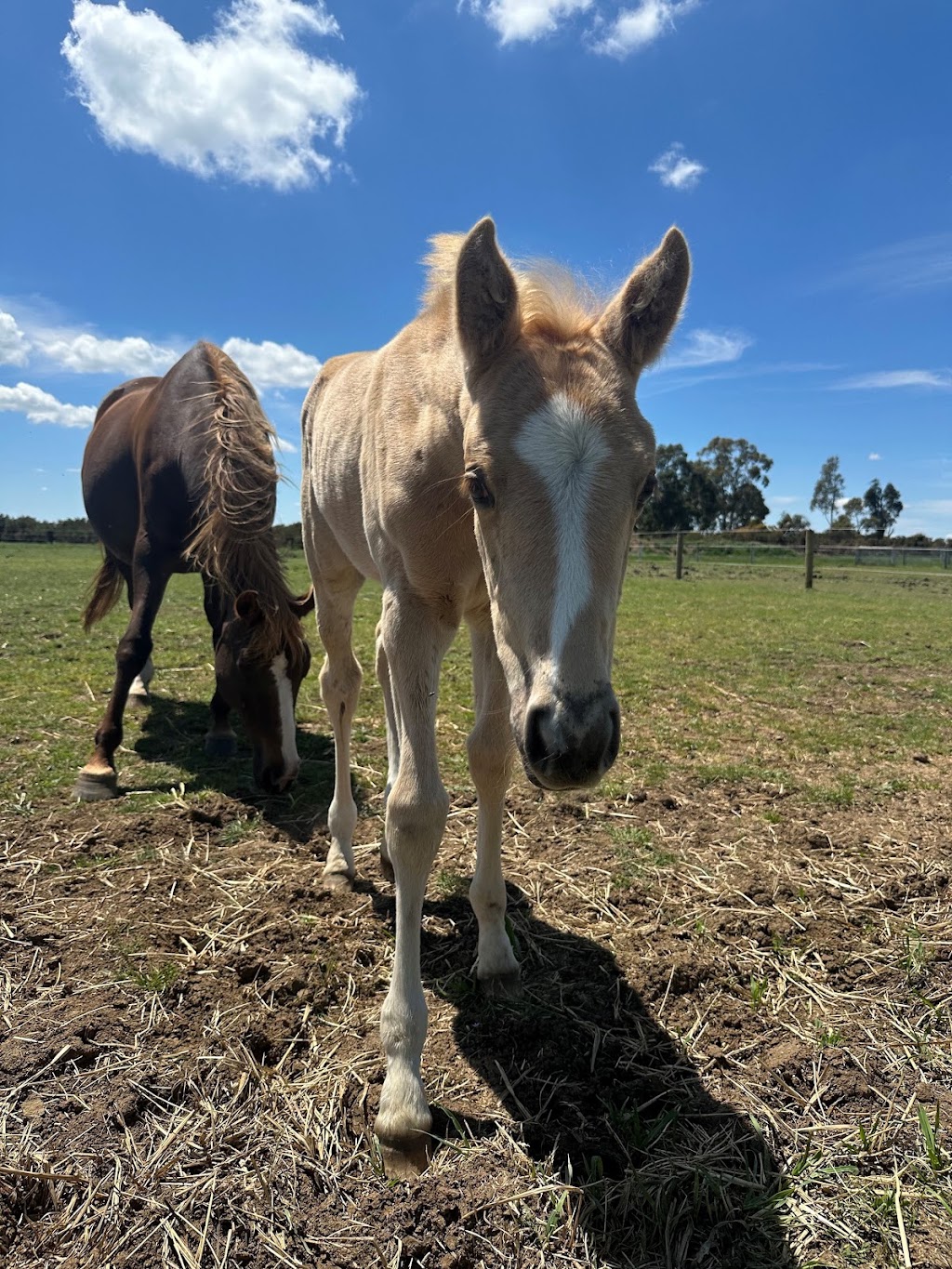 Wildwood Park Dilutes | 75 Donovans Ln, Kyneton VIC 3444, Australia | Phone: 0417 453 530