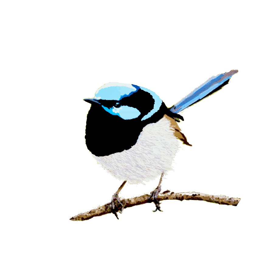 Blue Wren Window Cleaning Dubbo | 31 Allandale Dr, Dubbo NSW 2830, Australia | Phone: 0407 931 478
