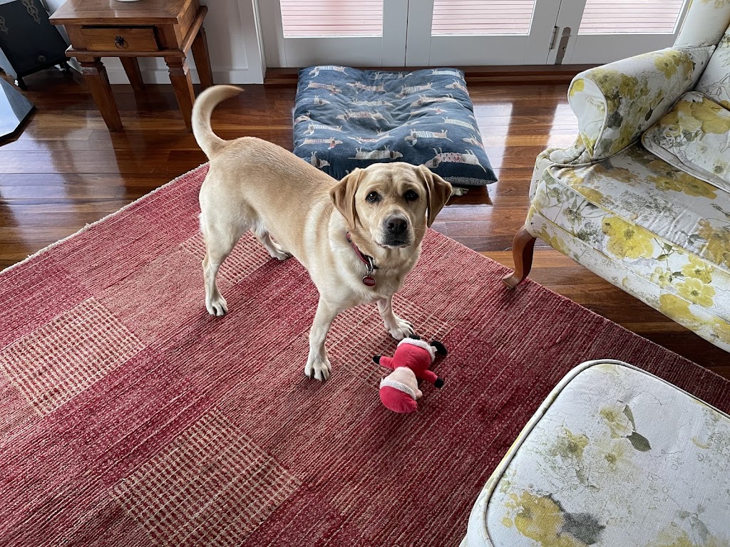 Clippd Canine Styling - Clifton Springs | 35 Centaurus Ave, Clifton Springs VIC 3222, Australia | Phone: 0429 943 092