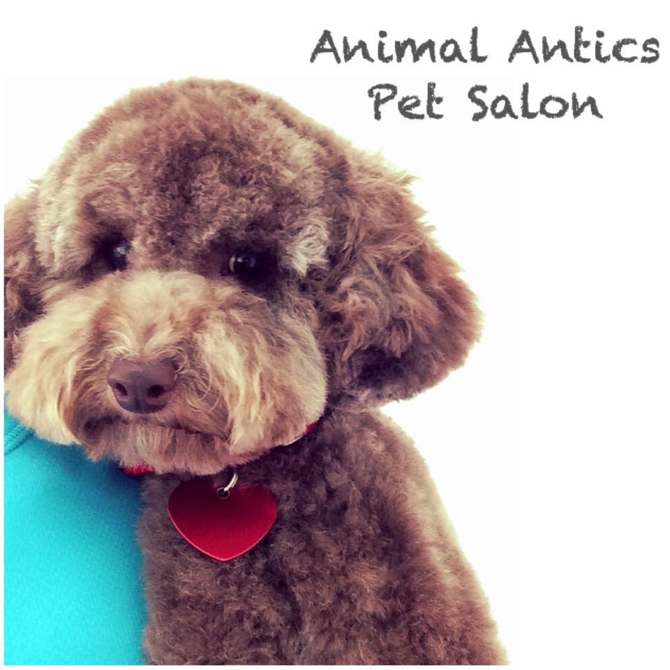 Animal Antics Pet Salon | store | Shop 3 Southport Park Village, 175 Ferry Rd, Southport QLD 4215, Australia | 0755270329 OR +61 7 5527 0329