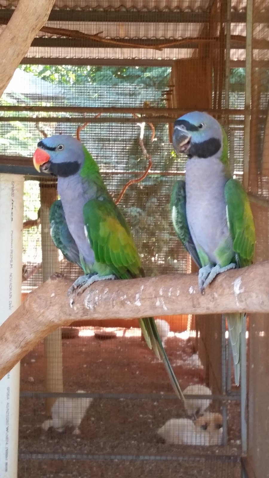 12 Mile Bird Park | zoo | Yamashita St, Broome WA 6725, Australia | 0408941059 OR +61 408 941 059