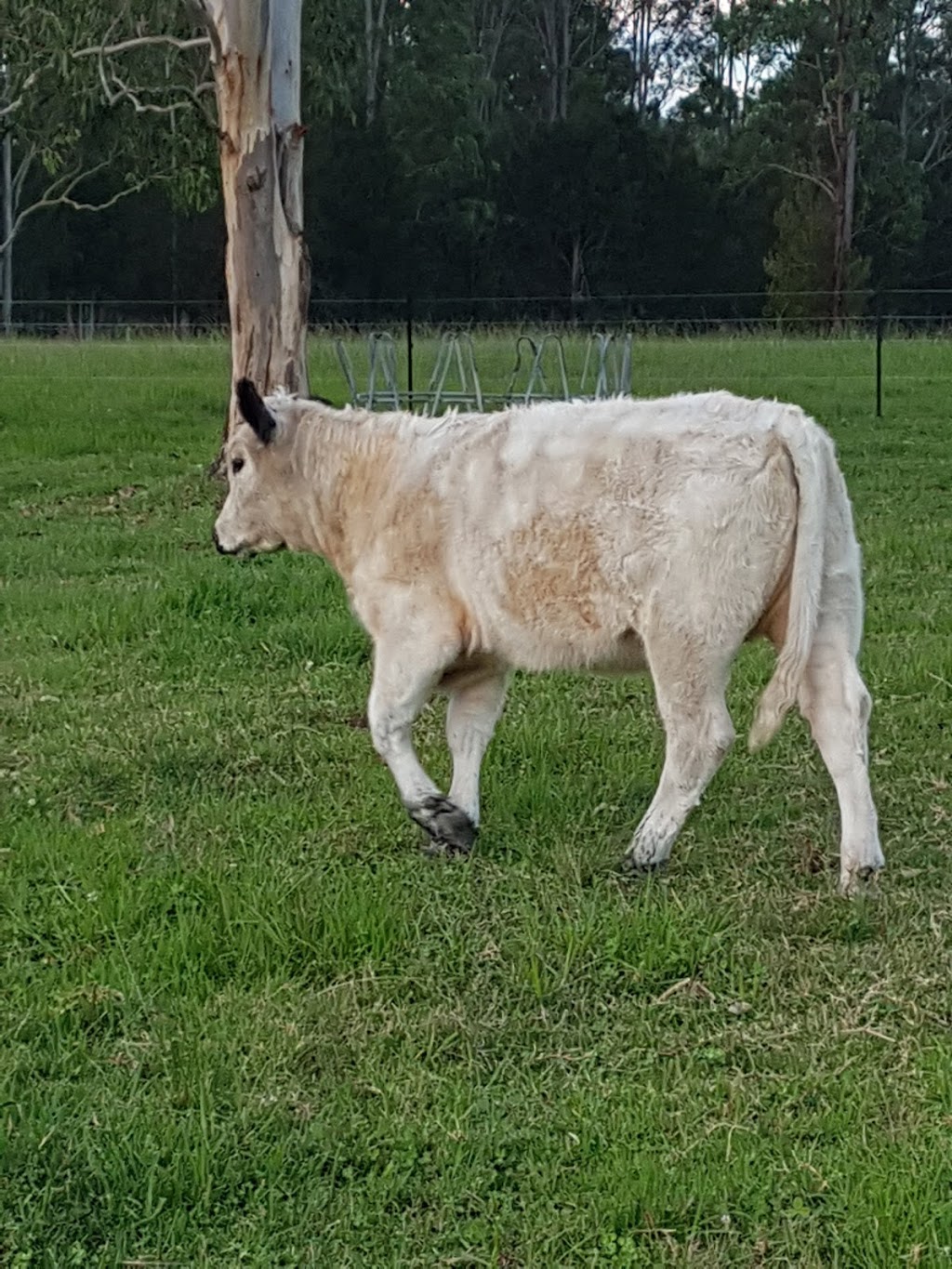 BigWig speckle park stud farm |  | 215 Careys Rd, Hillville NSW 2430, Australia | 0404077097 OR +61 404 077 097