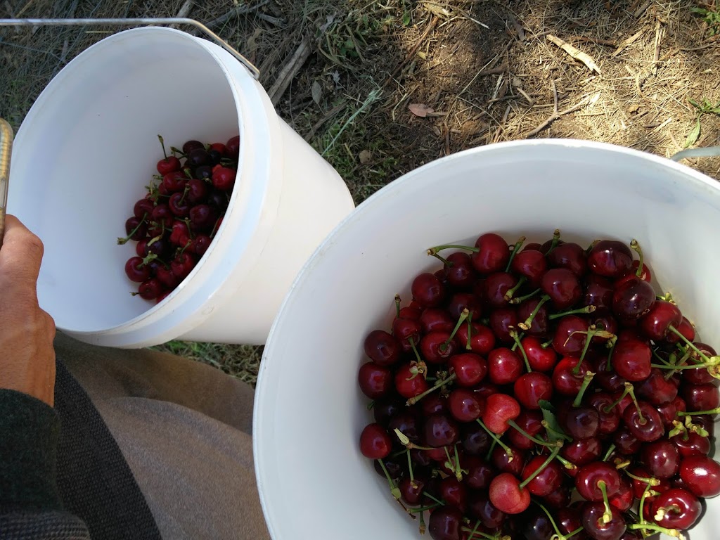 Lynton Cherry Orchards | food | Olympic Hwy &, Roberts Rd, Young NSW 2594, Australia | 0405555145 OR +61 405 555 145