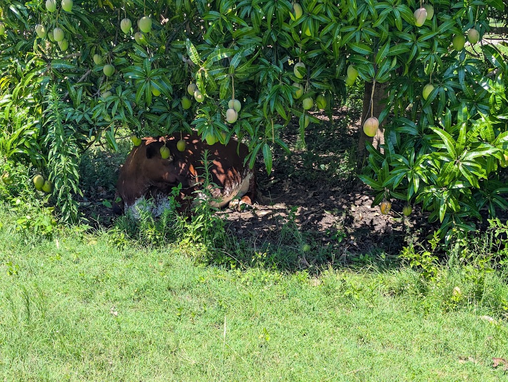 Valinor Valley Farm | Waterhouse Rd, Summerholm QLD 4341, Australia | Phone: 0490 816 523