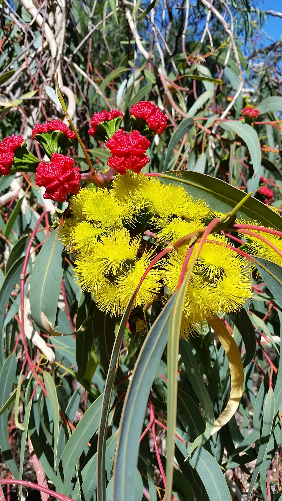 Hollywood Reserve and Bush Food Garden | Karrakatta WA 6010, Australia