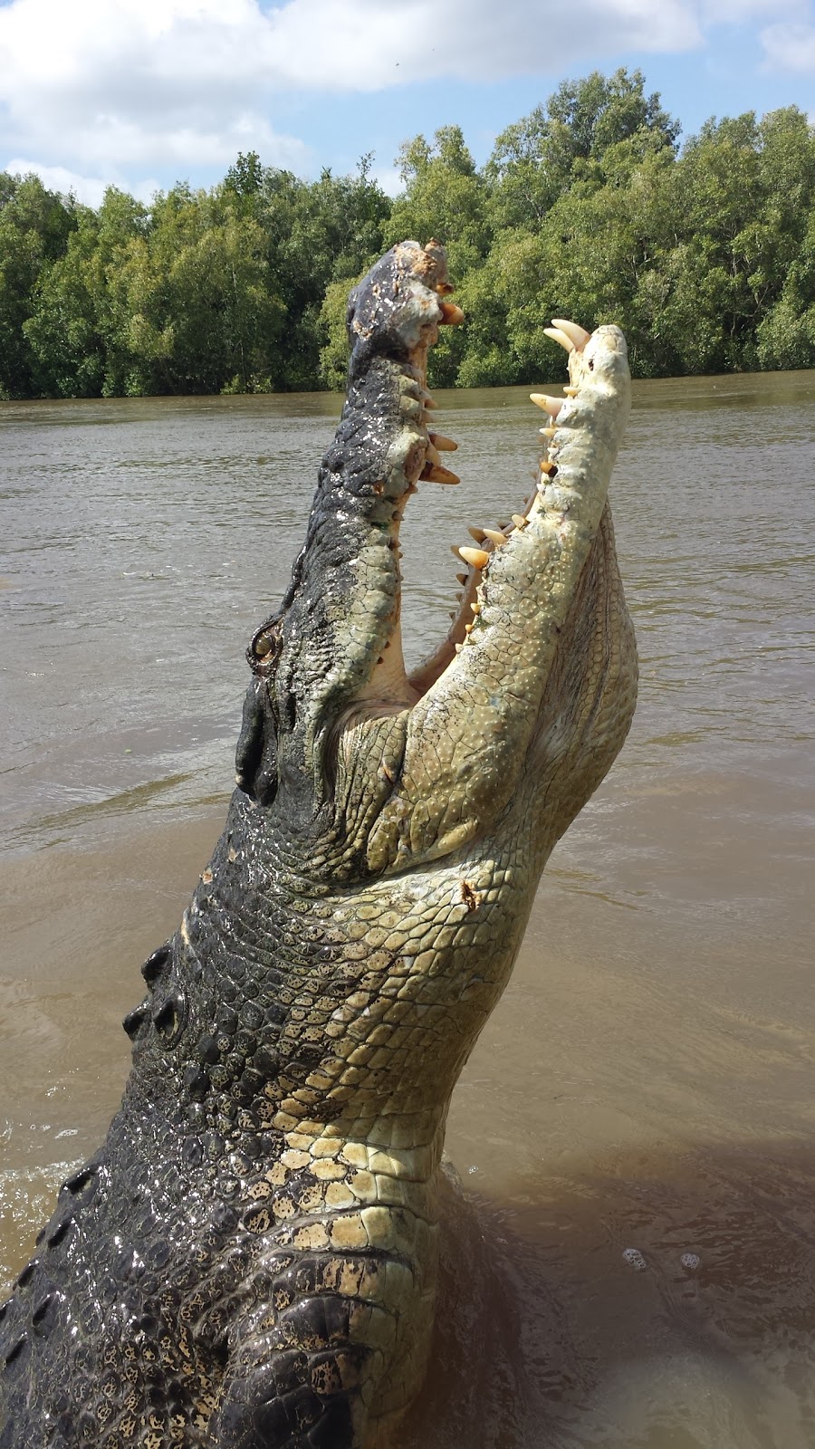 Spectacular Jumping Crocodile Cruise | Arnhem Hwy, Darwin NT 0836, Australia | Phone: (08) 8978 9077