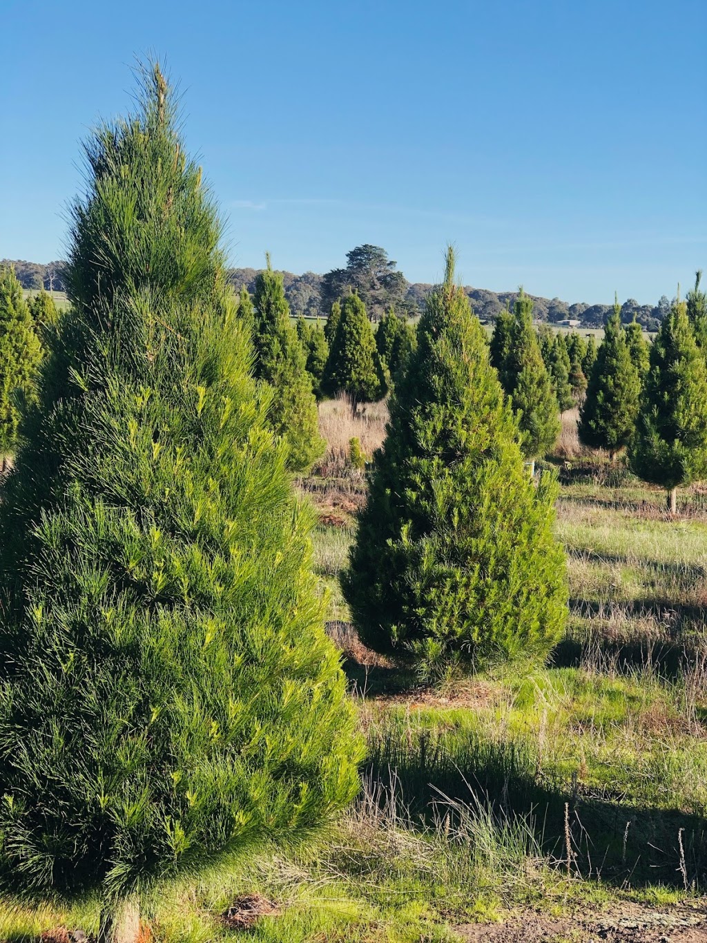 Victoria Christmas Tree Farm |  | Corner of Lightfoot Lane and, Sobeys Rd, Napoleons VIC 3352, Australia | 0401027030 OR +61 401 027 030