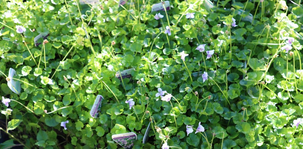 Crystal Nursery | Crooks Valley Rd, Crystal Creek NSW 2484, Australia | Phone: 0487 393 831