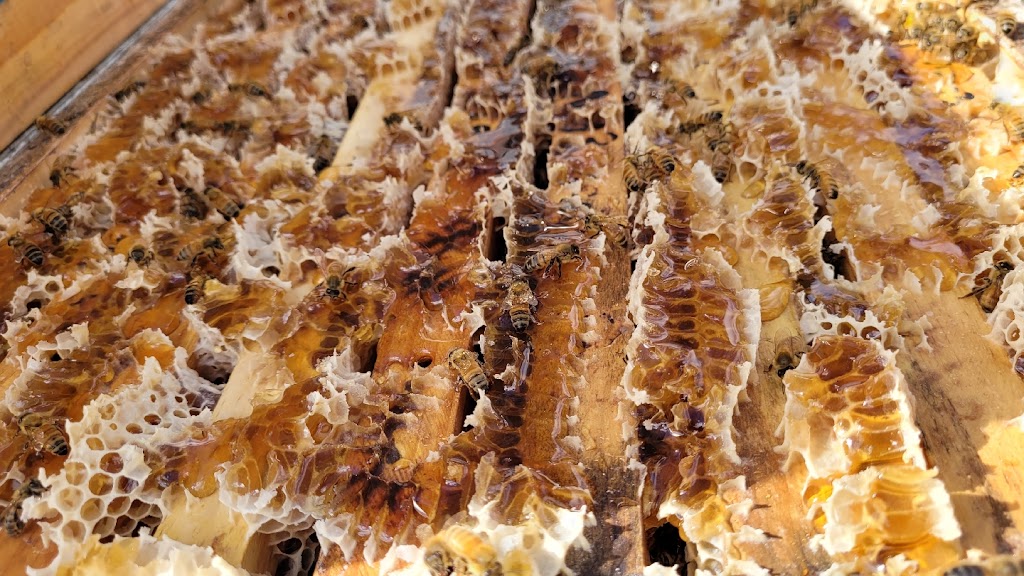Pemberton Honey Company | point of interest | Green Rd, Channybearup WA 6260, Australia | 0418229252 OR +61 418 229 252