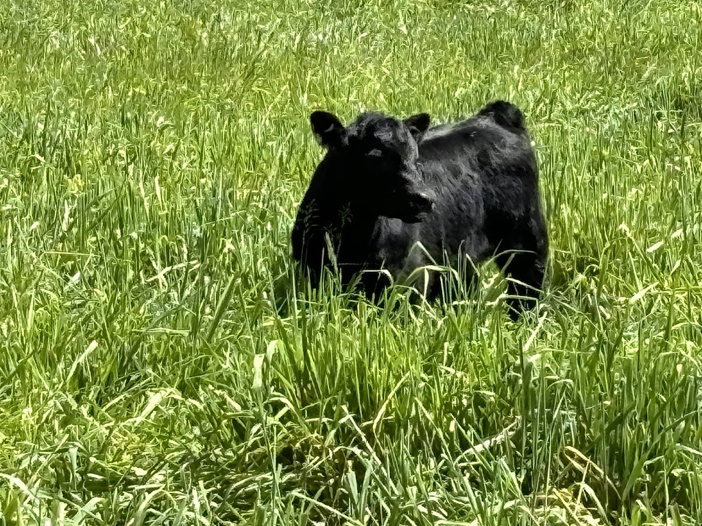 Green Valley Cattle | 1320, Tallangatta South VIC 3701, Australia | Phone: 0458 523 860