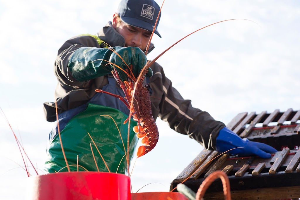 Western Rock Lobster Council | 28 Mews Rd, Fremantle WA 6160, Australia | Phone: (08) 9432 7722