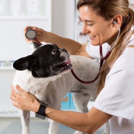 Satur Veterinary Clinic | 410 Bunnan Rd, Scone NSW 2337, Australia | Phone: (02) 6545 3333