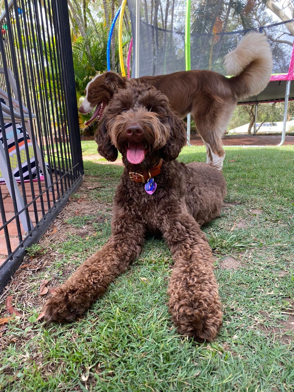 Bayside K9 Training | 36 Solway Cres, Carbrook QLD 4130, Australia | Phone: 0411 668 696