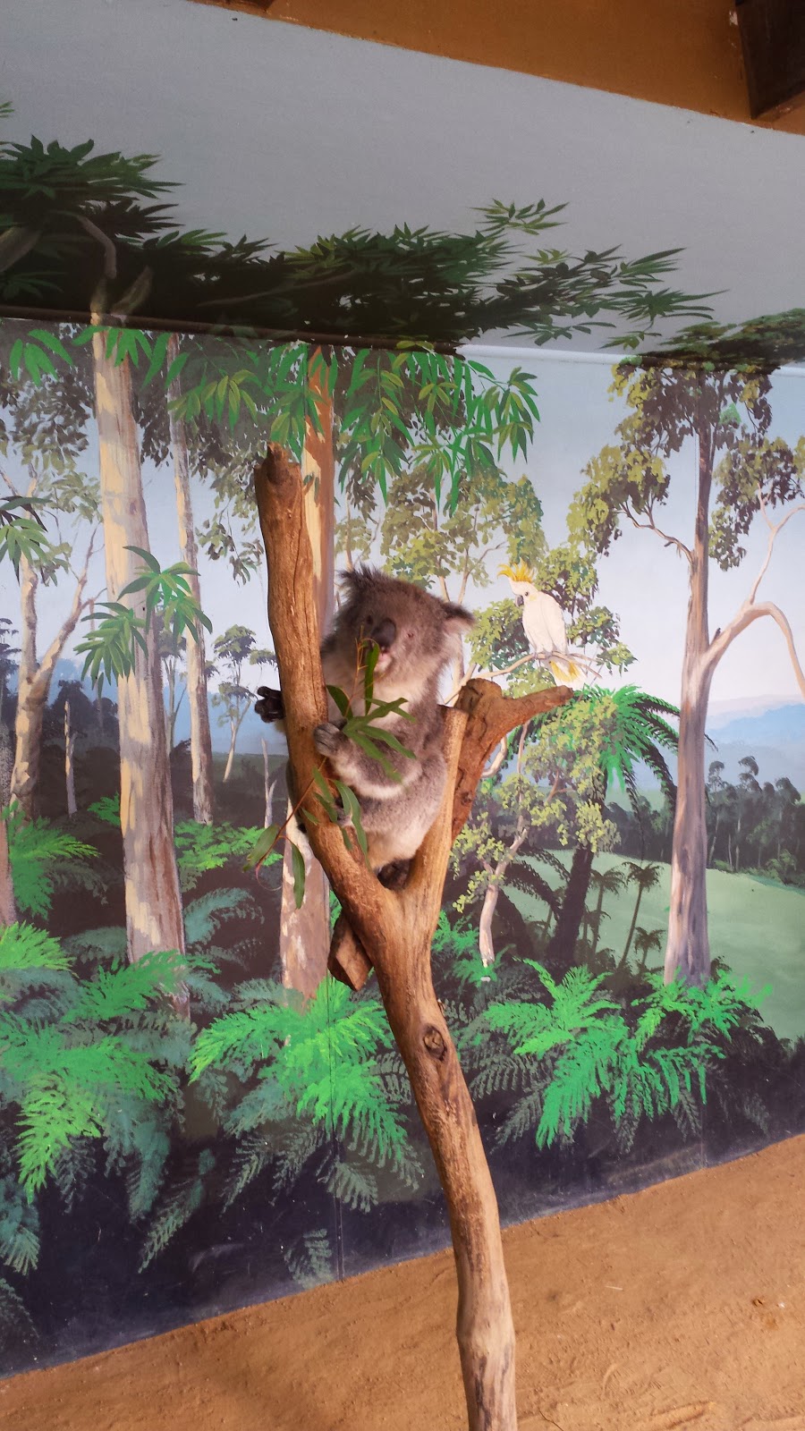 Maru Koala and Animal Park | 1650 Bass Hwy, Grantville VIC 3984, Australia | Phone: (03) 5678 8548