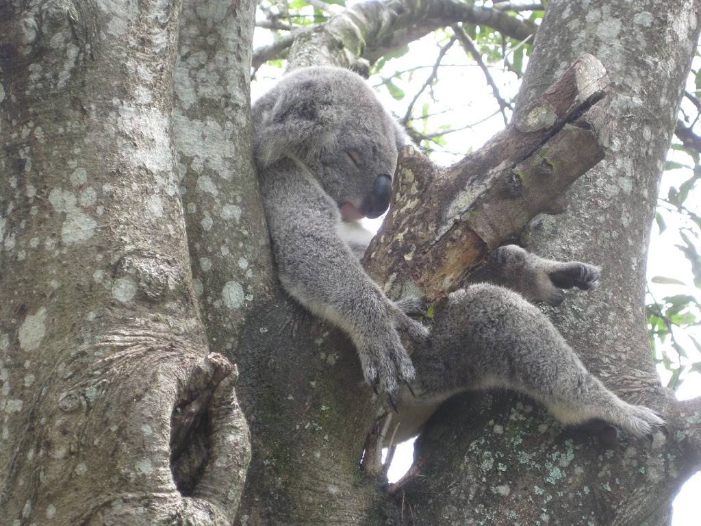 Australia Zoo Wildlife Warriors Worldwide | Steve Irwin Way, Beerwah QLD 4519, Australia | Phone: (07) 5436 2097