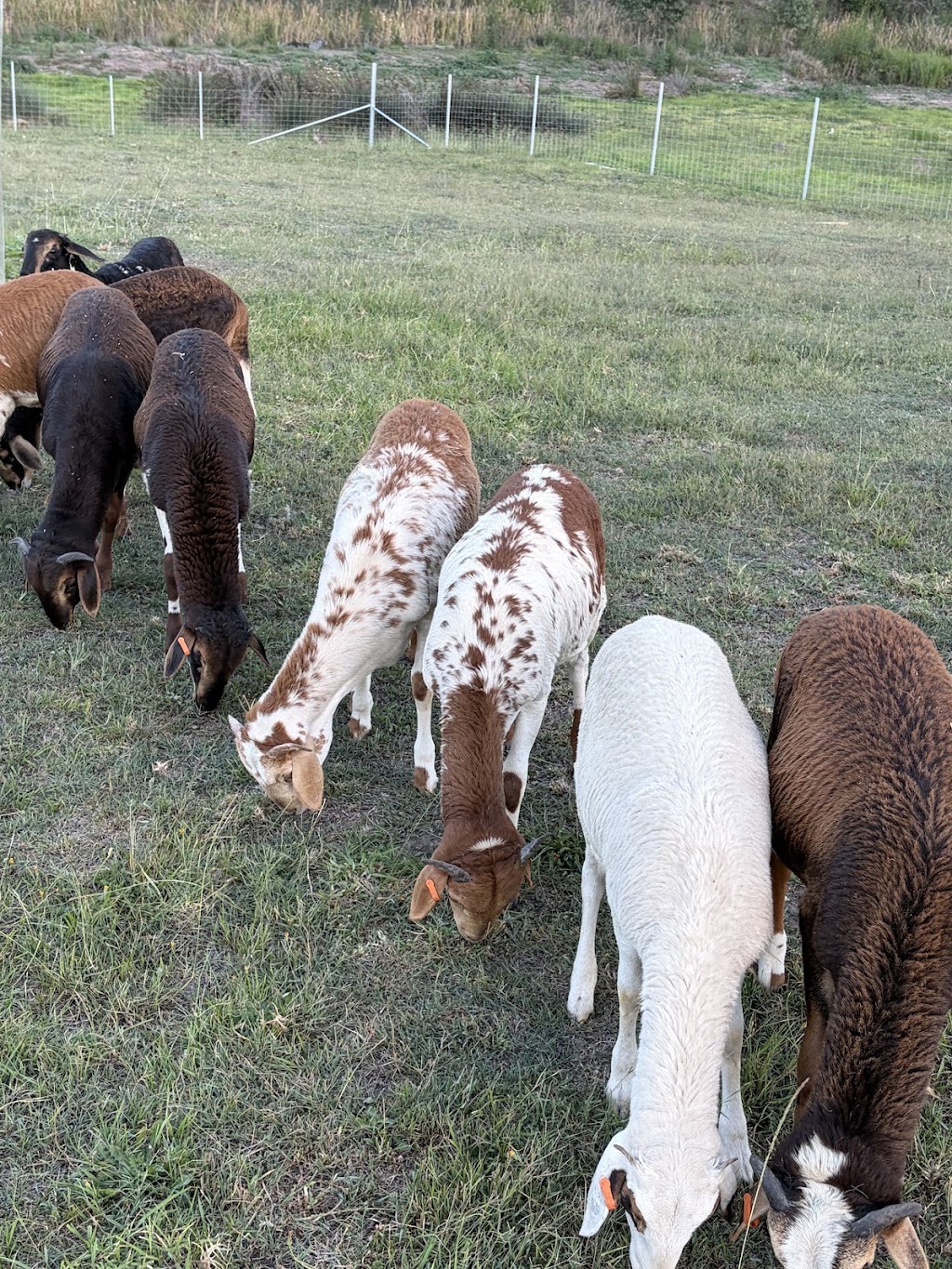 Hamilton Ridge Damara Stud | 327 Cranky Corner Rd N, Glendon Brook NSW 2330, Australia | Phone: 0433 166 457