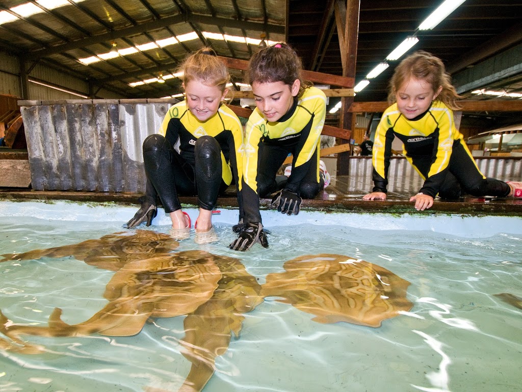 The Shark and Ray Rescue Centre | tourist attraction | 686 Marsh Rd, Bobs Farm NSW 2316, Australia | 0474733965 OR +61 474 733 965