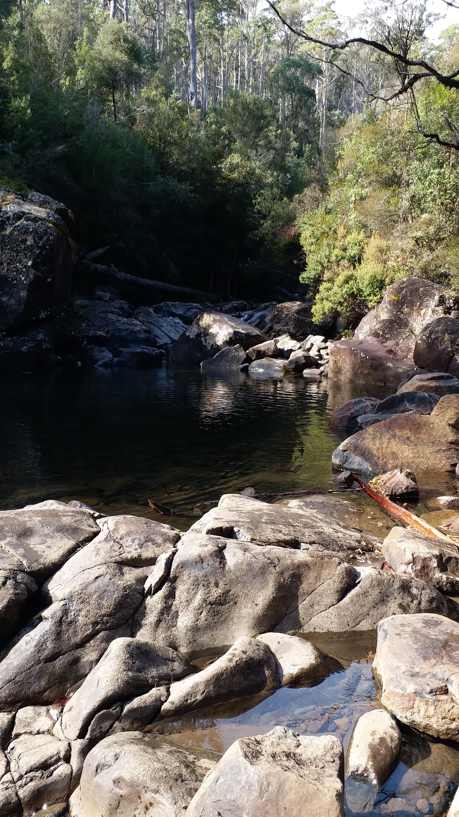 Hollybank Forest Reserve | 66 Hollybank Rd, Underwood TAS 7268, Australia