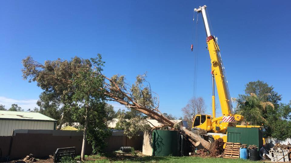 Dubbo Tree Service | 18 Spence St, Dubbo NSW 2830, Australia | Phone: 0424 242 332