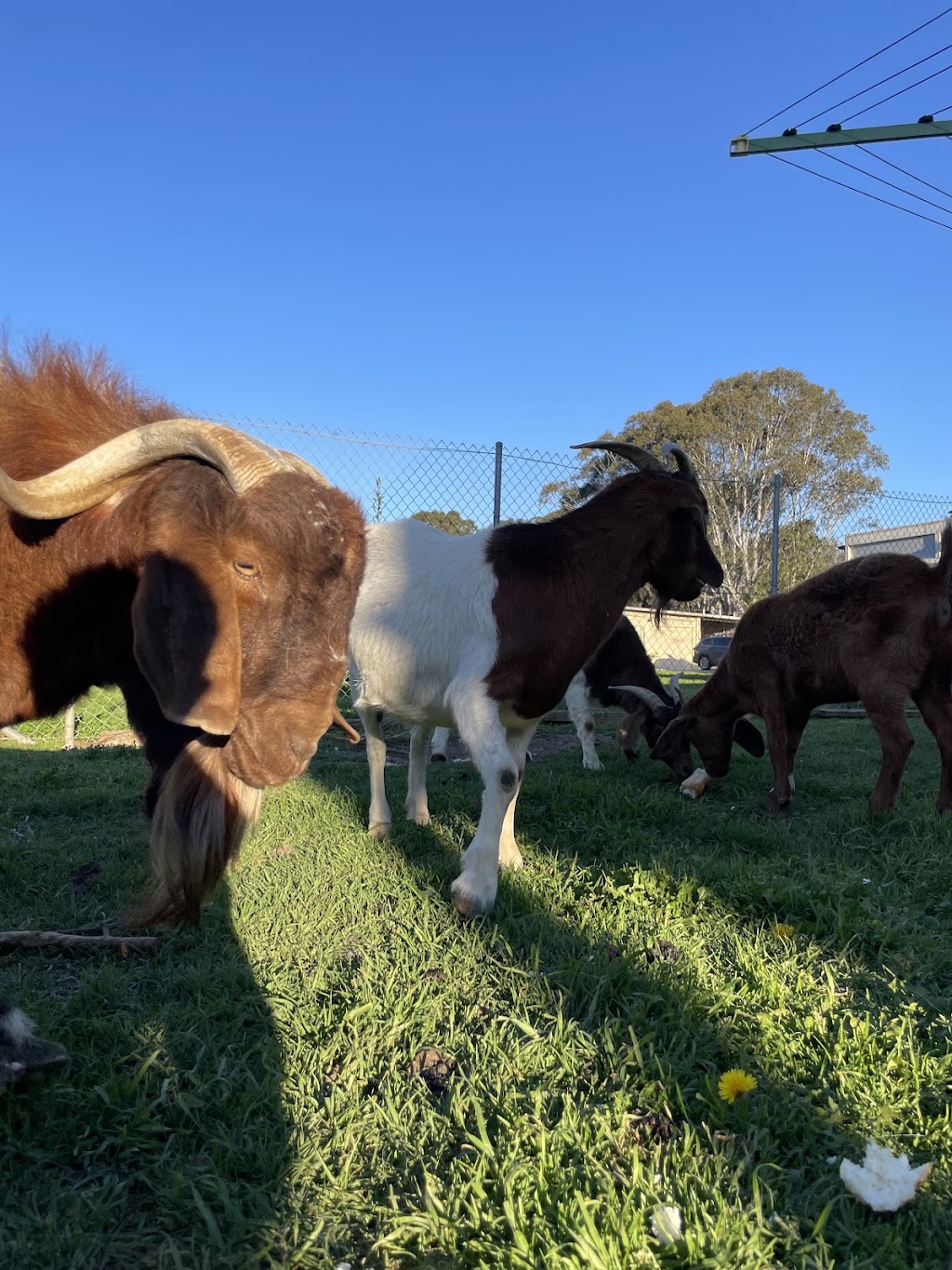 Little Farm Friends | 128 Floribunda Rd, Kemps Creek NSW 2178, Australia | Phone: 0450 505 607