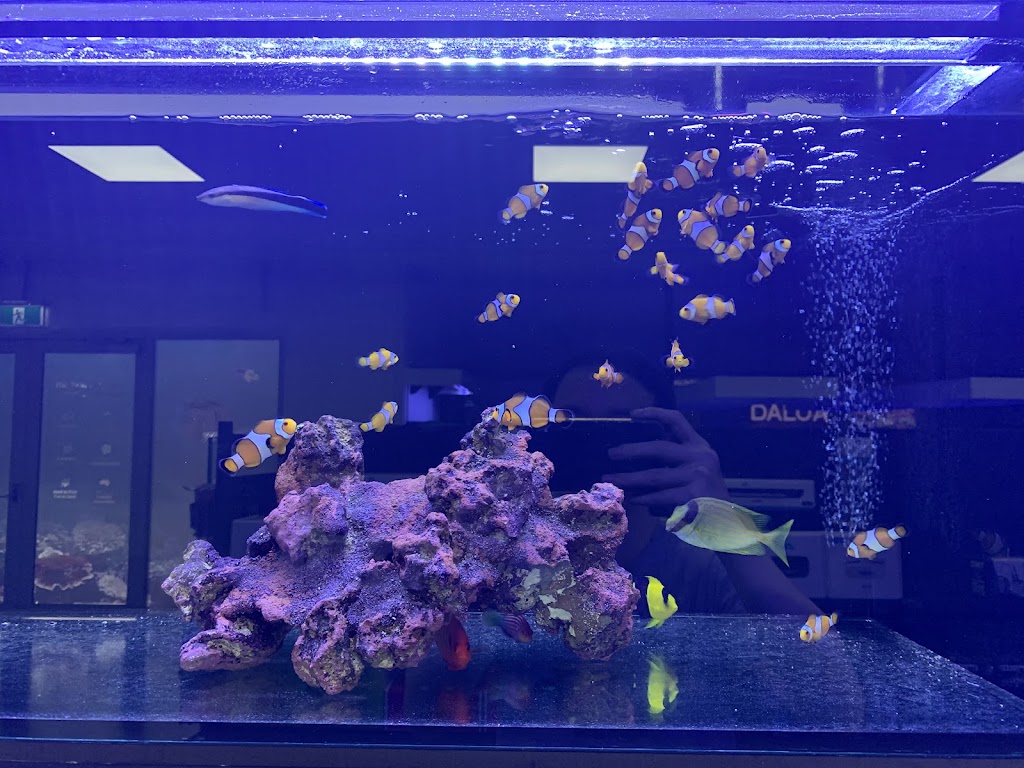 Reeftopia Australia | Unit 7/47 Cook Ct, North Lakes QLD 4509, Australia | Phone: (07) 3132 8055