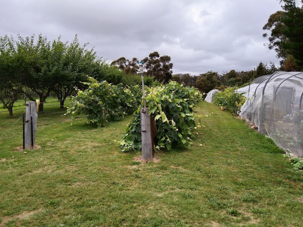 Cerise Brook Orchard and Family Golf Course | 315 Medeas Cove Rd, St Helens TAS 7216, Australia | Phone: 0434 678 047