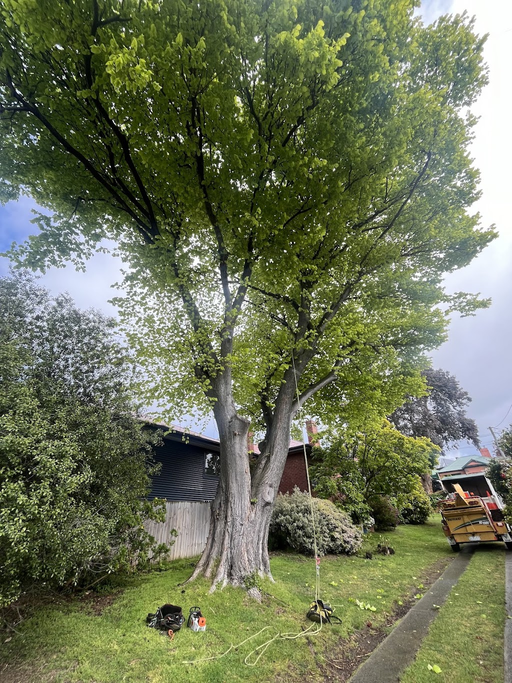 Tiger tree care | 90 Carlton Beach Rd, Dodges Ferry TAS 7173, Australia | Phone: 0457 585 139