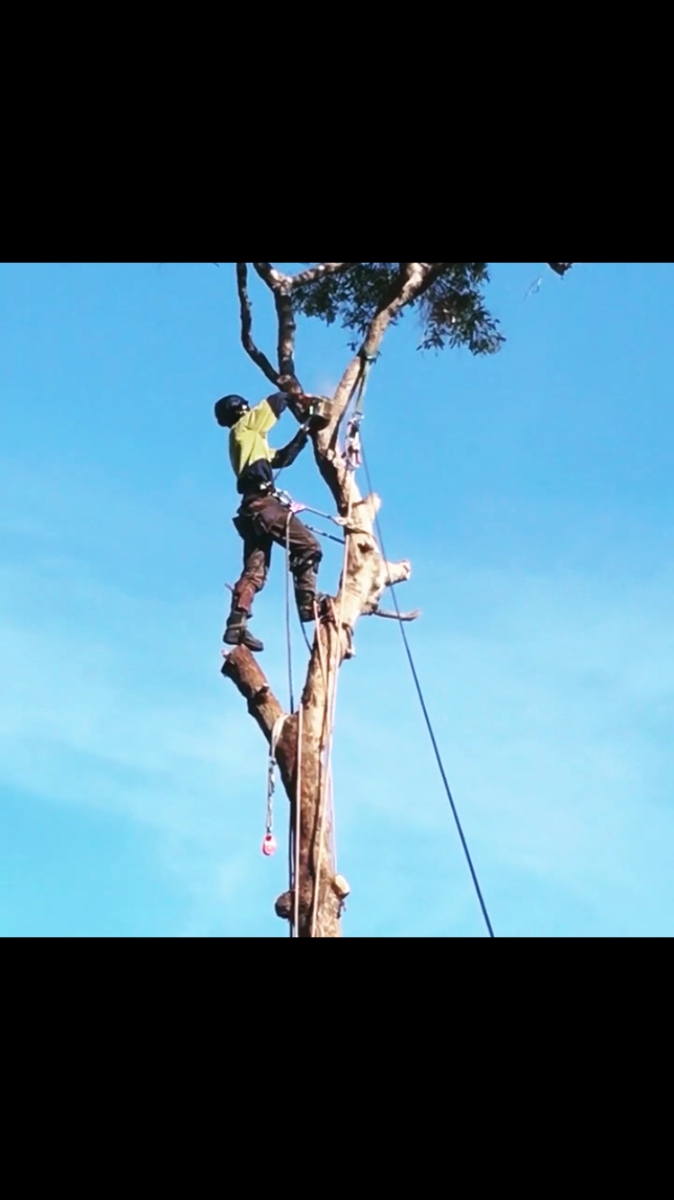 DC TREE CARE | Far Meadow NSW 2535, Australia | Phone: 0423 903 946