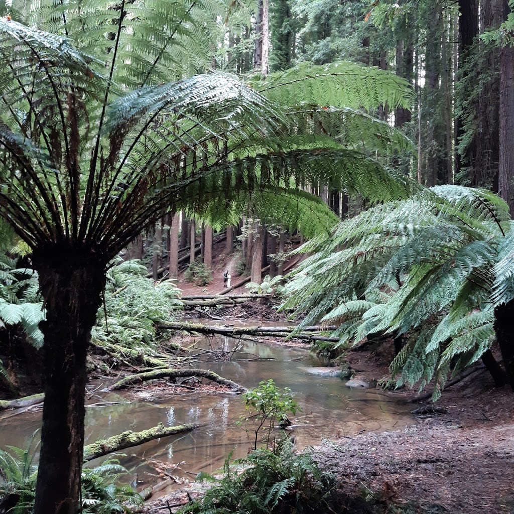 The Redwoods Otways | tourist attraction | Binns Rd, Beech Forest VIC 3237, Australia | 1300689297 OR +61 1300 689 297
