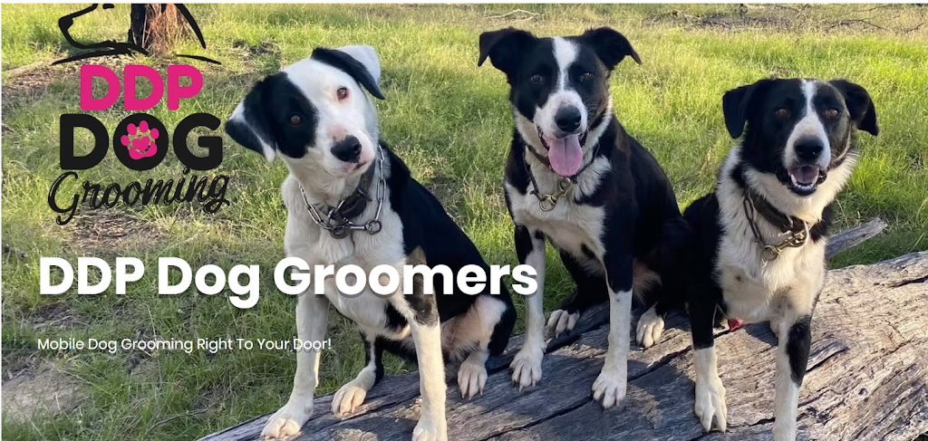 DDP Dog Groomers | 3087 Mendooran Rd, Mollyan NSW 2842, Australia | Phone: 0428 684 477