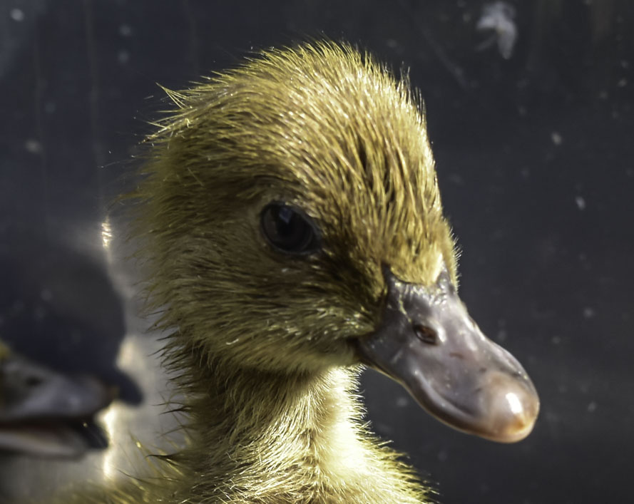 The Locke View Poultry Zoo | 61 Locke View, Bedfordale WA 6112, Australia | Phone: 0418 898 629