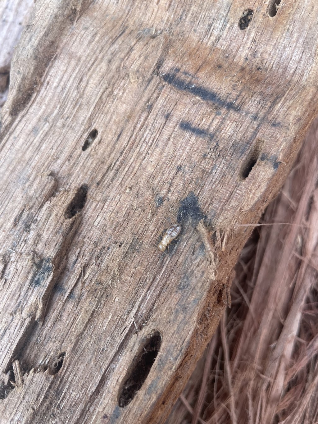 Decorearth - Glenorchy | 47 Jackson St, Glenorchy TAS 7010, Australia | Phone: (03) 6272 9660