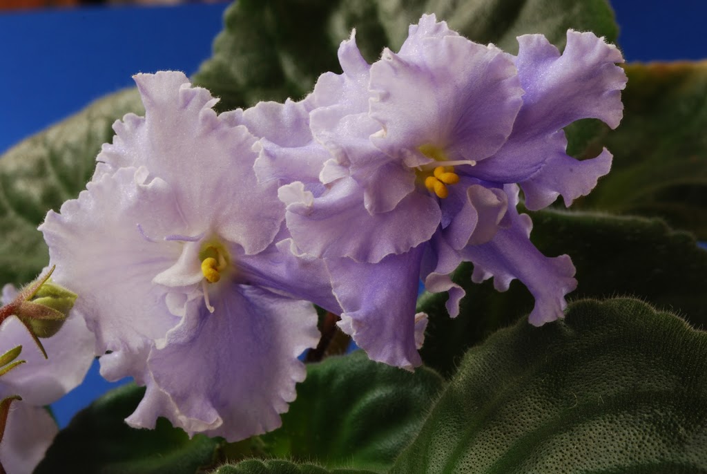 Janes African Violets | 18 Homestead Dr, Wauchope NSW 2446, Australia | Phone: (02) 6585 2683