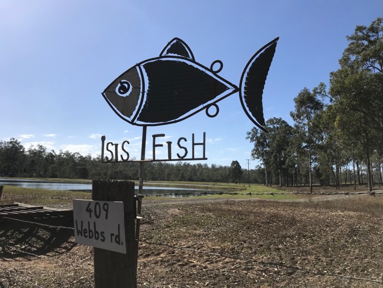 Isis Fish | 409 Webbs Rd, Abington QLD 4660, Australia | Phone: 0417 979 180