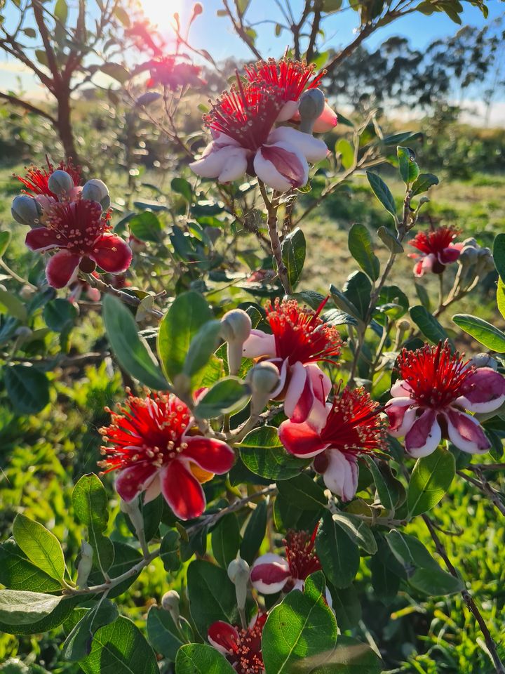 Goulburn Valley Feijoa | McKenzie Rd, Lancaster VIC 3620, Australia | Phone: 0456 822 878