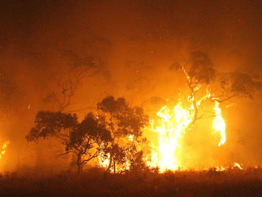 Abel Ecology | Abel Bushfire | 2/10-11 Ferguson Rd, Springwood NSW 2777, Australia | Phone: (02) 4751 9487