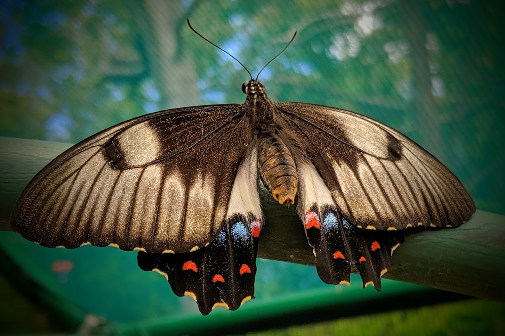 Bribie Island Butterfly House | 208 First Ave, Bongaree QLD 4507, Australia | Phone: 0459 104 174