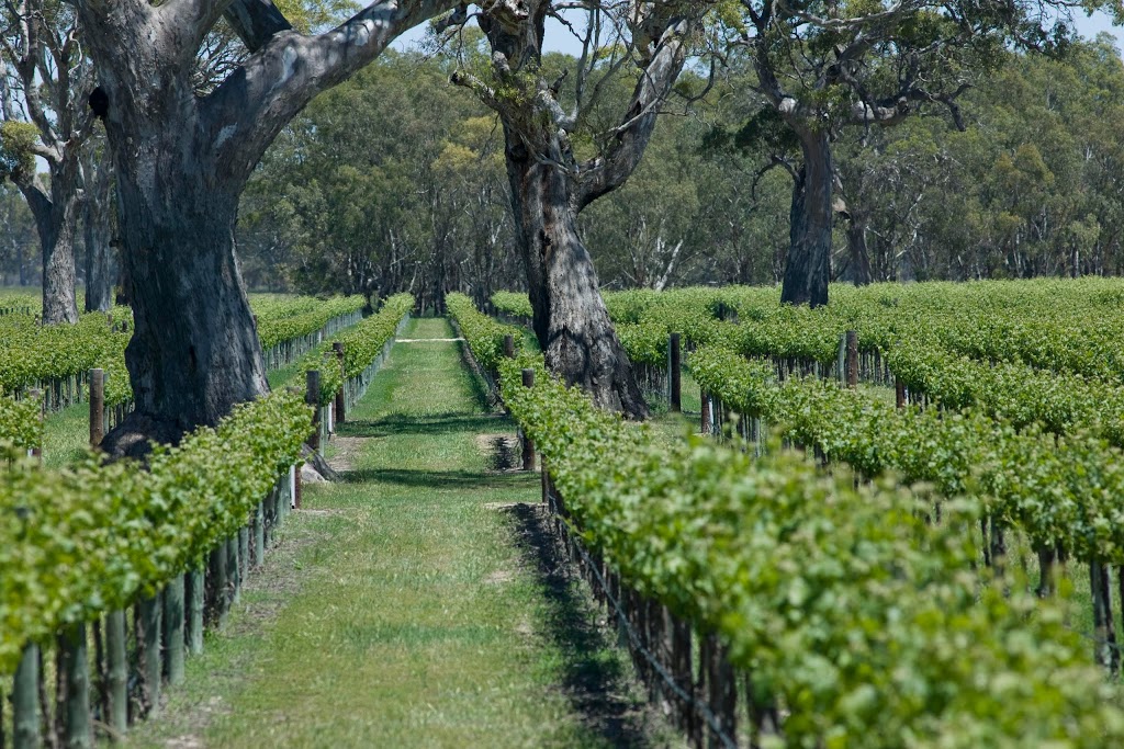 Jip Jip Rocks Wines | LOT 375 Riddoch Hwy, Keppoch SA 5271, Australia | Phone: 0418 281 060