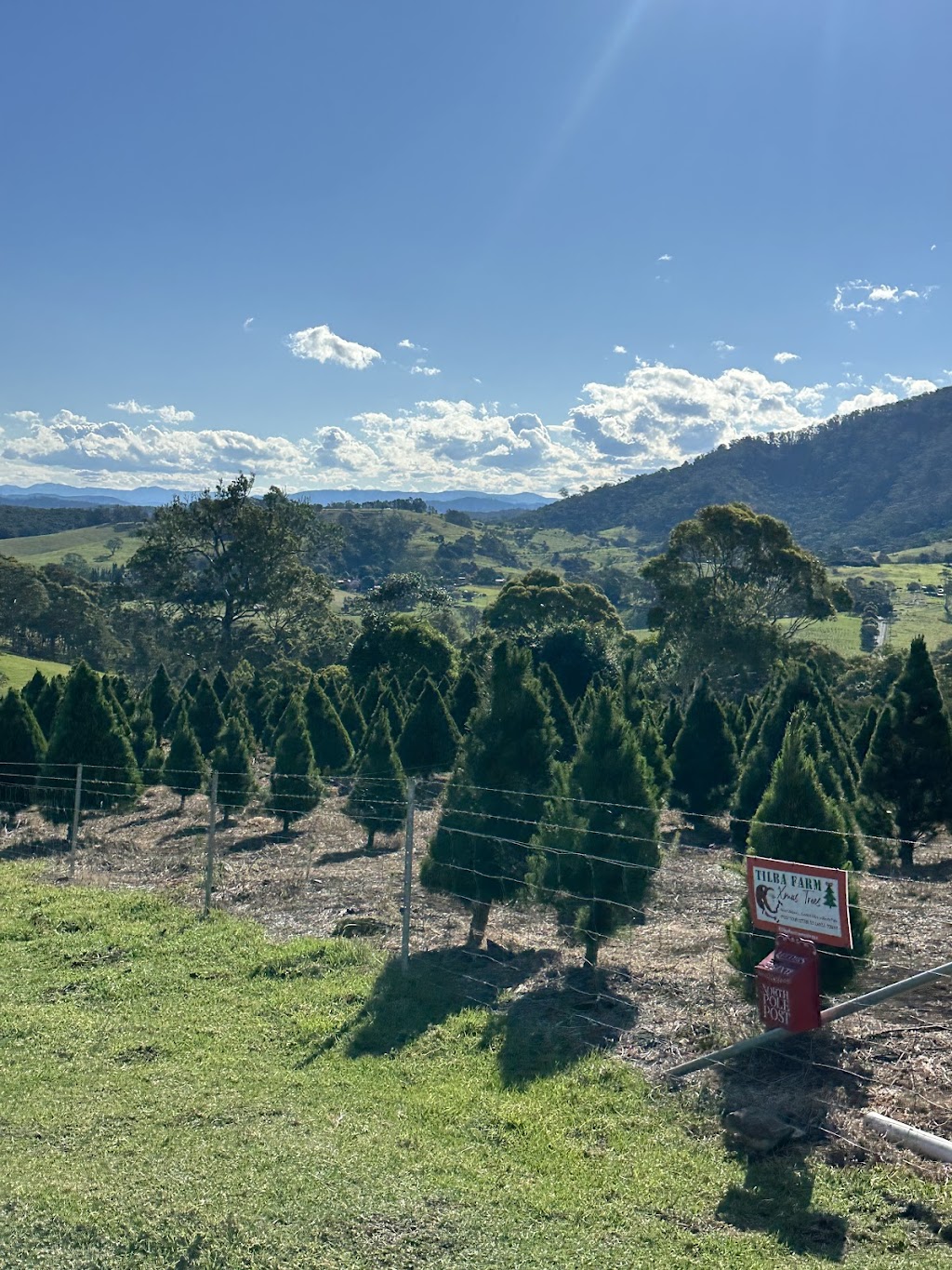 Tilba Farm XMAS Trees | Sherringham Ln, Central Tilba NSW 2546, Australia | Phone: 0411 198 944