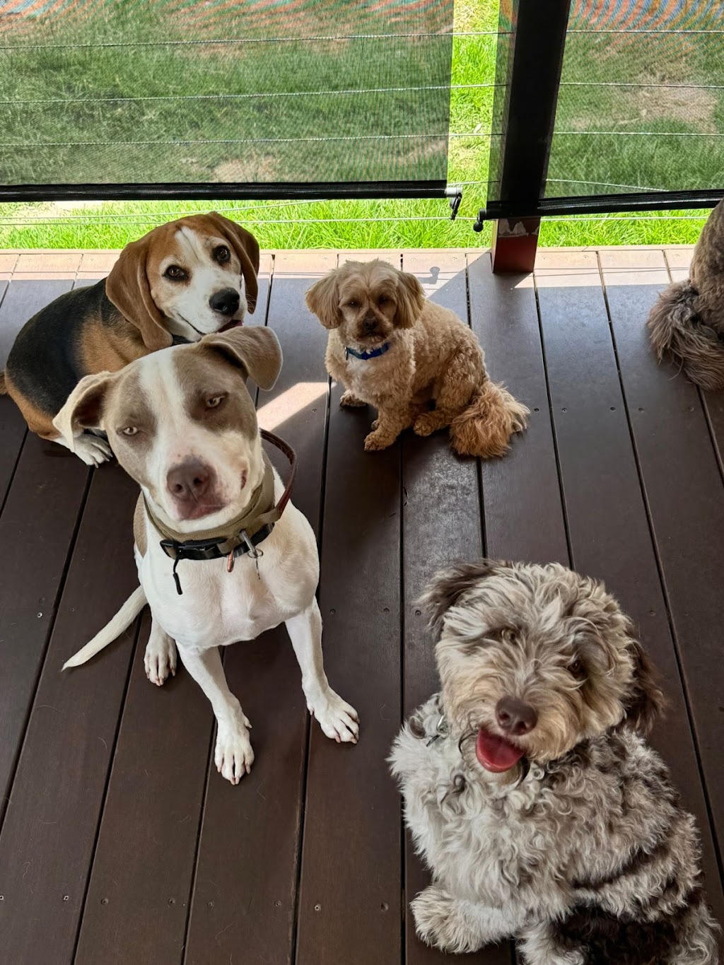 APEX K9 ACADEMY | Toongabbie NSW 2146, Australia | Phone: 0433 686 980