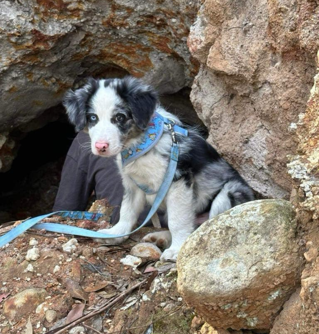Banaby Park Border Collies | 1329 Bannaby Rd, Bannaby NSW 2580, Australia | Phone: 0418 138 641
