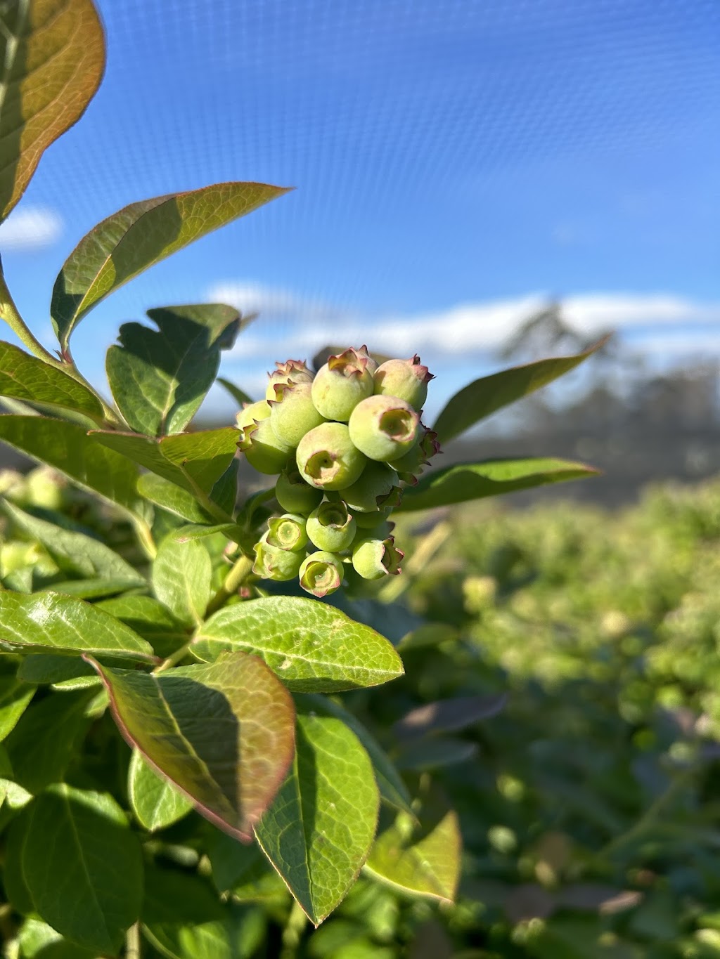 Cedarwood Blueberries | 371 Nierinna Rd, Margate TAS 7054, Australia | Phone: 0488 013 293